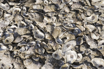Pattern of seashells at Jamestown, Virginia.