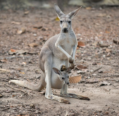 gay kangaroo with joey