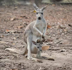 Papier Peint photo autocollant Kangourou kangourou gay avec joey
