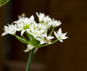 Tiny Bee on Blooming Wild Onion Flowers
