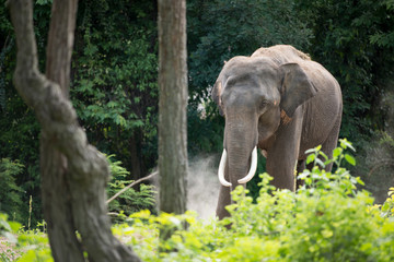 Fototapeta premium elephant in forest