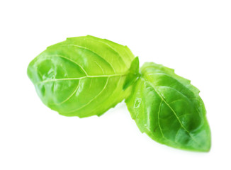 Green fresh basil isolated in white