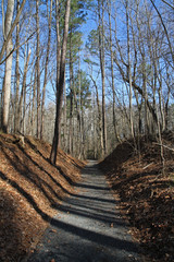 Nature Trail with Long Shadows