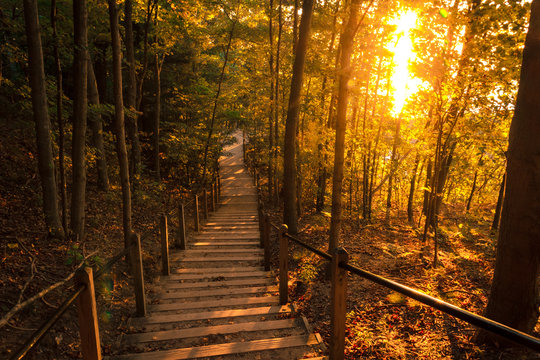 Tranquil Forest Path at Sunset. Inviting Natural Beauty with Attractive Copy Space.