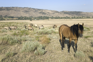 Horse known as Casanova, one of the wild horses at the Black Hills Wild Horse Sanctuary, the home to America's largest wild horse herd, Hot Springs, South Dakota
