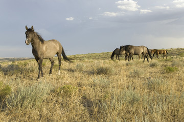 Wild horses at the Black Hills Wild Horse Sanctuary, the home to America's largest wild horse herd,...