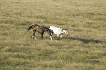 Horses grazing near Lower Brule, South Dakota
