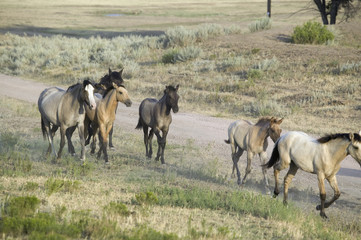 Fototapeta premium Wild horses walking along roadside of Black Hills Wild Horse Sanctuary, the home to America's largest wild horse herd, Hot Springs, South Dakota