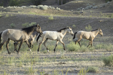 Wild horses walking in line at Black Hills Wild Horse Sanctuary, the home to America's largest wild horse herd, Hot Springs, South Dakota