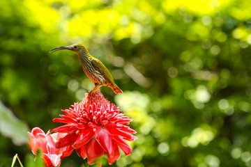 Streaked Spiderhunter bird