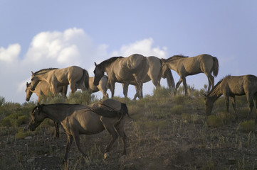 Wild horses walking on hillside at sunset at the Black Hills Wild Horse Sanctuary, the home to America's largest wild horse herd, Hot Springs, South Dakota