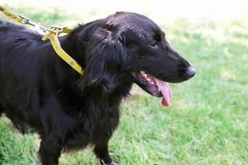 Portrait of big black dog with leash over green grass background