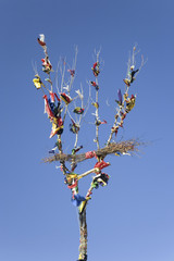 Indian Prayer Tree from Gathering of Grandmas, near Hot Springs, South Dakota