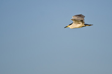 Black-Crowned Night Heron Flying in a Blue Sky
