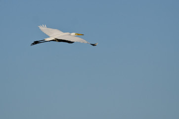 Fototapeta na wymiar White Great Egret Flying in a Blue Sky