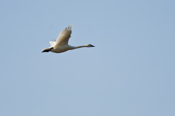 Tundra Swan Flying in a Blue sky