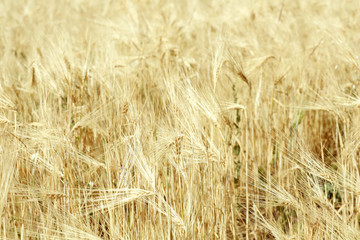 Beautiful summer field