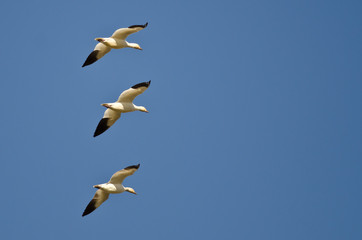 Three Snow Geese Flying in a Blue Sky