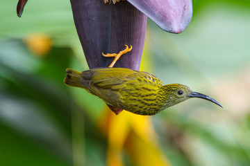Streaked Spiderhunter bird