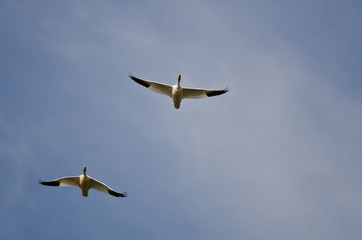Pair of Snow Geese Flying in a Cloudy Sky
