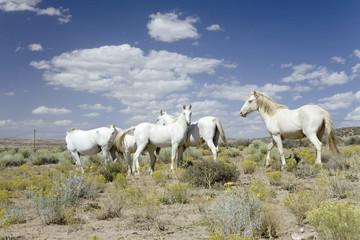 Obraz na płótnie Canvas Family of five white horses in desert area on Route 162 between Montezuma Creek and Aneth, Utah