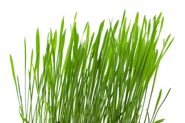 Green grass, isolated on white