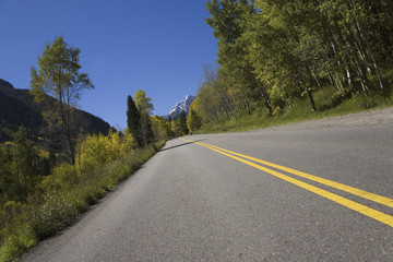 Aspens in autumn lining road to Maroon Bells, near Aspen Colorado