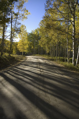 Autumn aspens on road near Crested Butte, Colorado