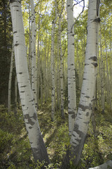 Aspen grove in autumn near Telluride Colorado