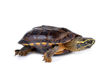  turtle  on white background