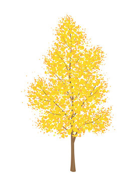 Autumn tree on white background