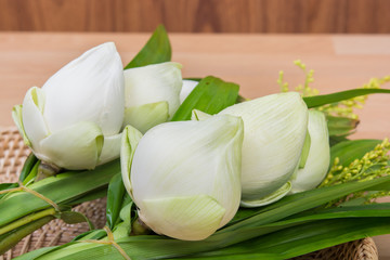 White Lotus Flower