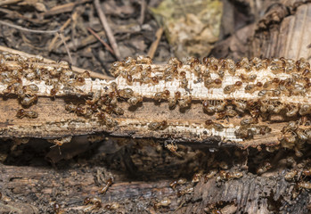 Group of termite are eating wood