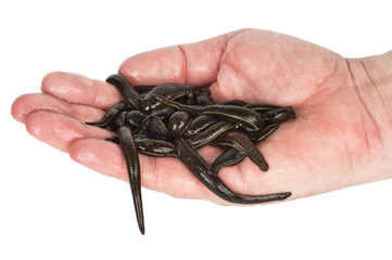 Leeches in  hand