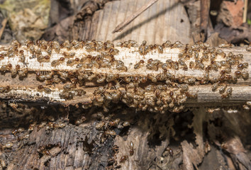 Group of termite are eating wood