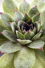 Beautiful succulent plant with water drops close up