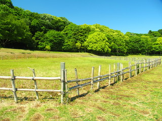 竹垣のある初夏の草原風景