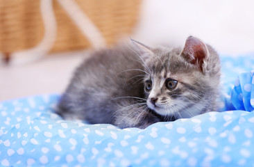 Cute gray kitten at home