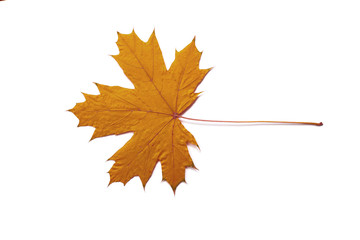 fall  dry maple leaf