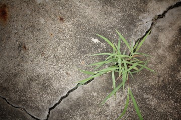 Grass on road cracks