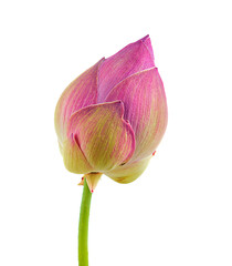 lotus flower on white background