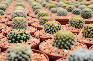 Cactus farm selective focus