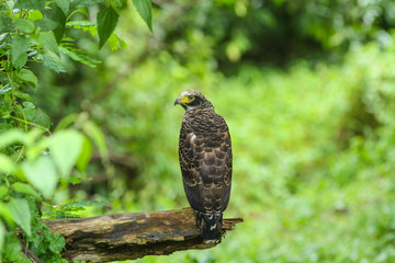 Crested Serpent Eagle resting on a perch
