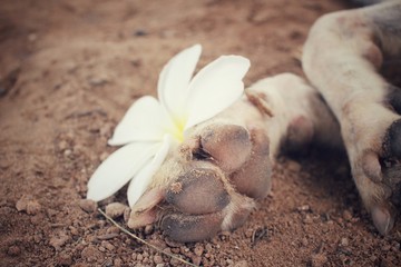 Dog foot with white flower