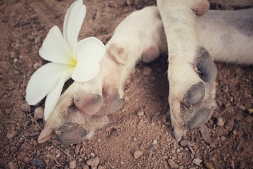 Dog foot with white flower