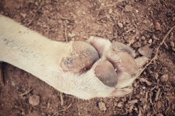 Dog foot