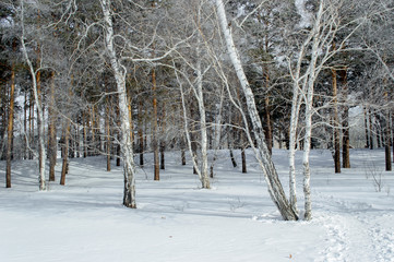 Birch and pine forest