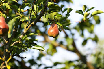 Obraz premium Pear tree close up