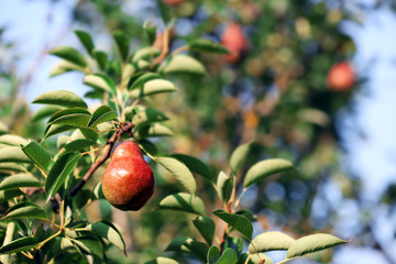 Obraz premium Pear tree close up