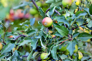 Branch of apple tree close up